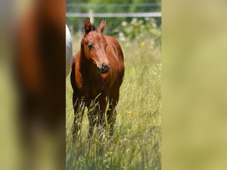 American Quarter Horse Stute  Brauner in Fichtelberg
