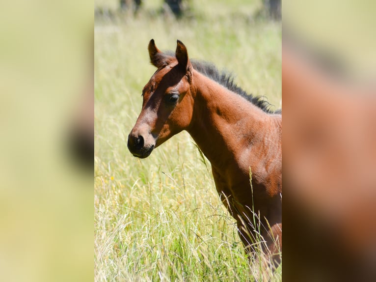American Quarter Horse Stute  Brauner in Fichtelberg