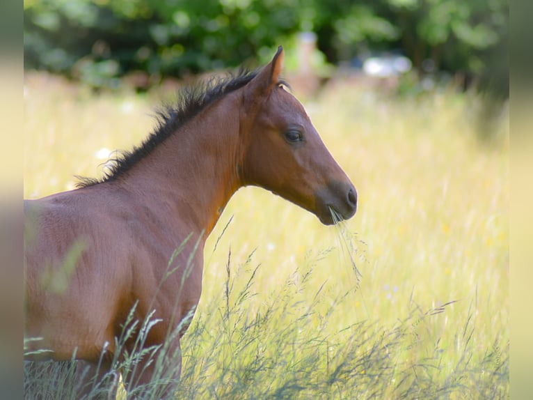 American Quarter Horse Stute  Brauner in Fichtelberg