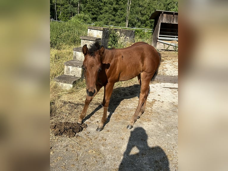 American Quarter Horse Stute  Brauner in Fichtelberg