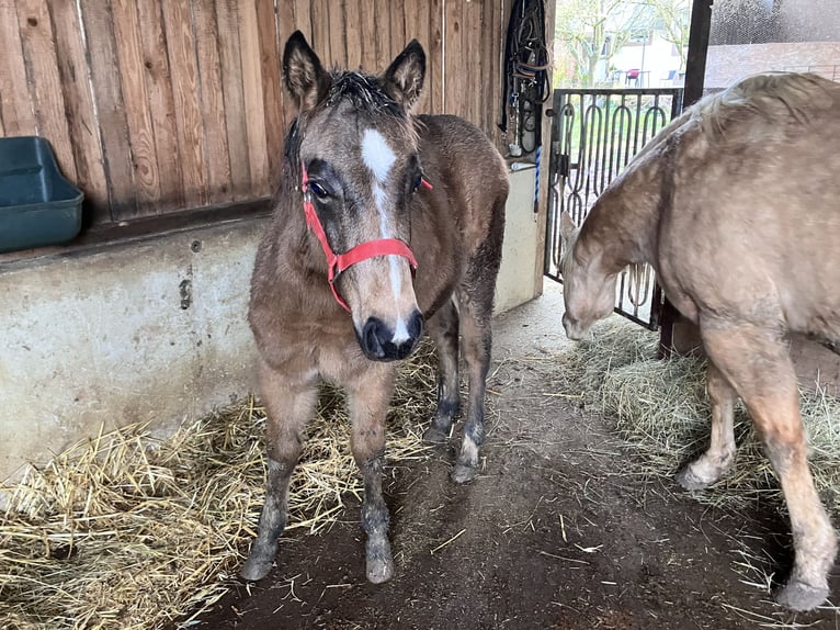 American Quarter Horse Stute Fohlen (06/2025) Buckskin in Petit-Réderching