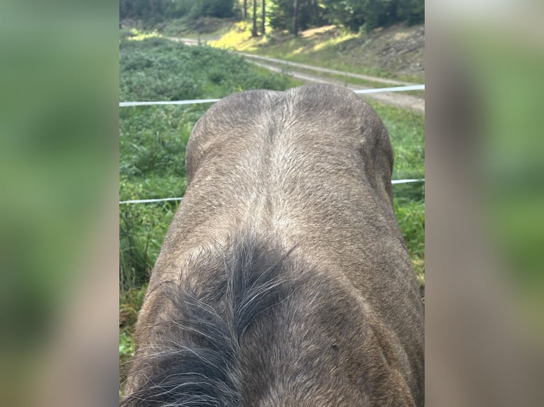 American Quarter Horse Stute Fohlen (05/2025) Buckskin in Rosa