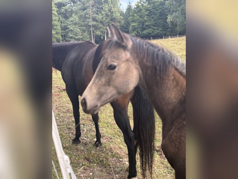 American Quarter Horse Stute Fohlen (05/2025) Buckskin in Rosa