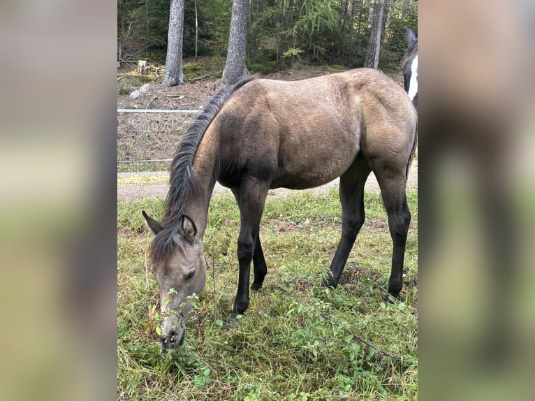 American Quarter Horse Stute Fohlen (05/2025) Buckskin in Rosa