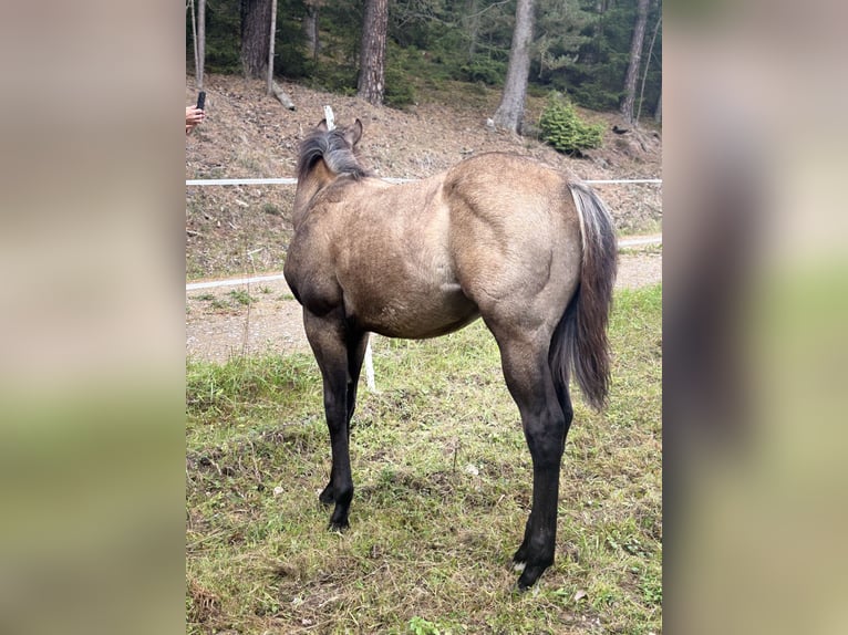 American Quarter Horse Stute Fohlen (05/2025) Buckskin in Rosa