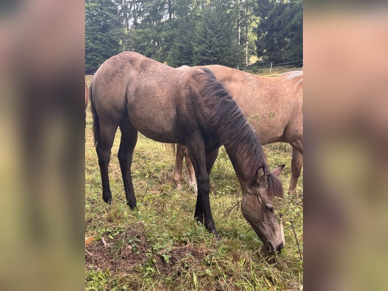 American Quarter Horse Stute Fohlen (05/2025) Buckskin in Rosa
