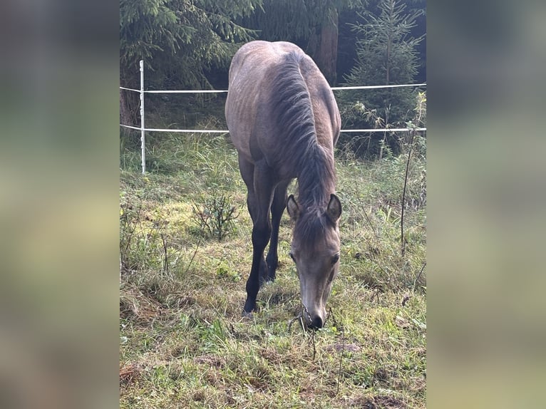 American Quarter Horse Stute Fohlen (05/2025) Buckskin in Rosa