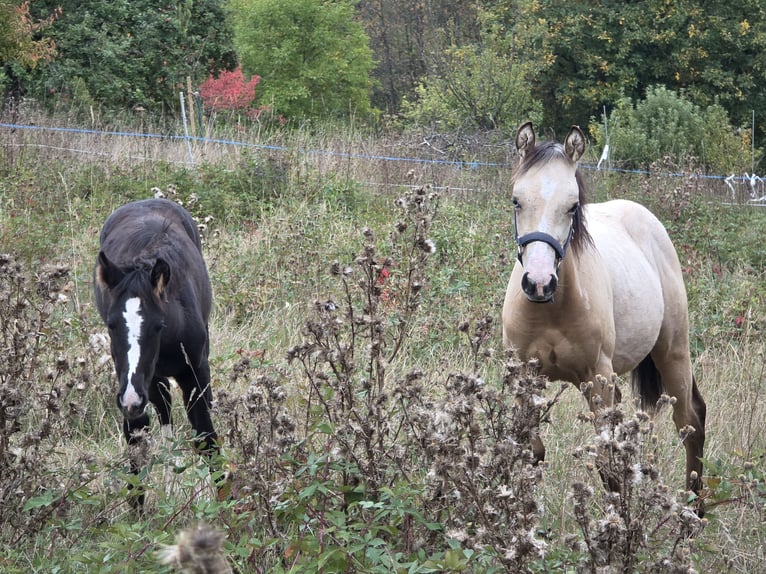 American Quarter Horse Stute Fohlen (03/2026) Buckskin in Stockstadt am Main