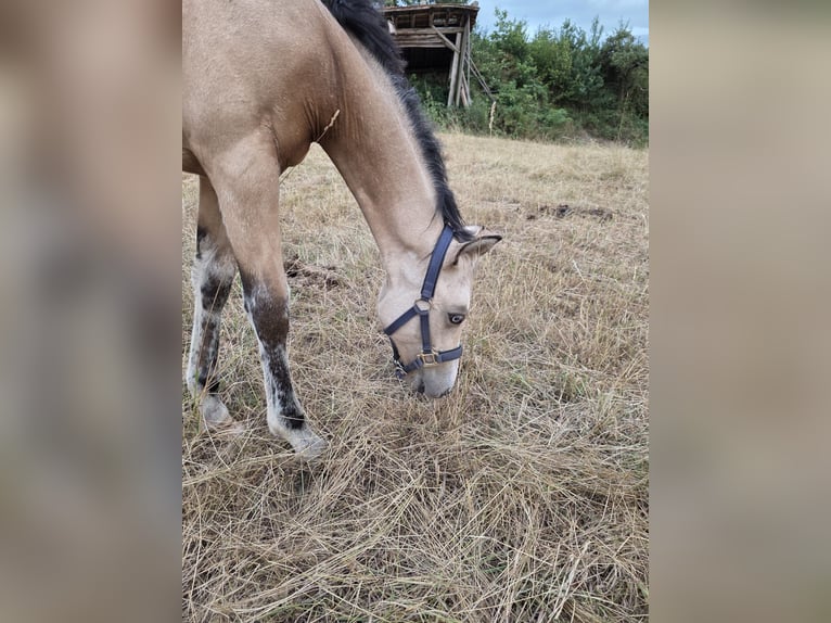 American Quarter Horse Stute Fohlen (03/2026) Buckskin in Stockstadt am Main