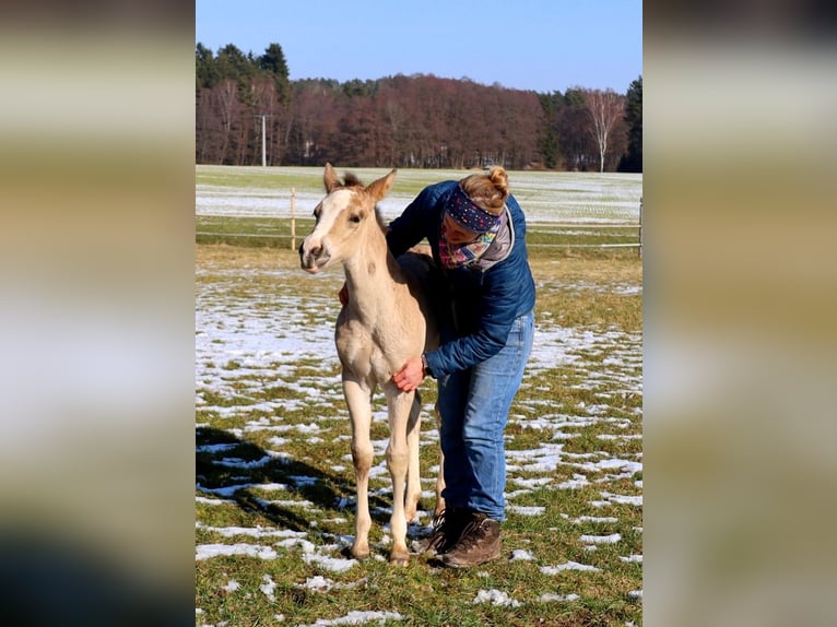 American Quarter Horse Stute Fohlen (01/2026) Buckskin in Schlammersdorf