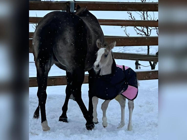 American Quarter Horse Stute Fohlen (01/2026) Buckskin in VorbachSchlammersdorf
