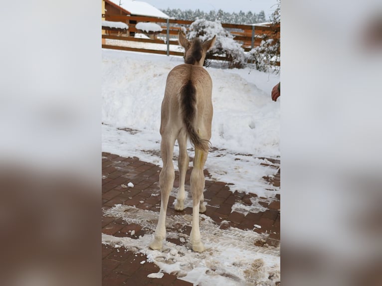 American Quarter Horse Stute Fohlen (01/2026) Buckskin in VorbachSchlammersdorf