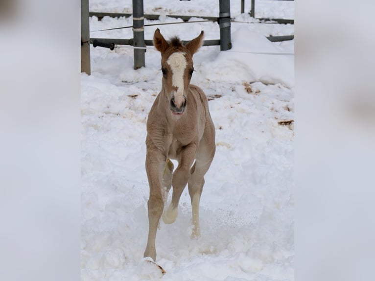 American Quarter Horse Stute Fohlen (01/2026) Buckskin in VorbachSchlammersdorf