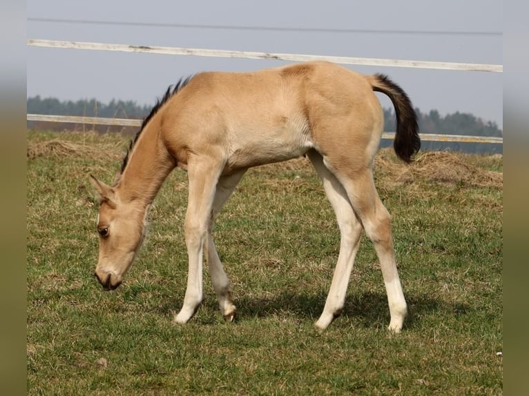 American Quarter Horse Stute Fohlen (02/2026) Buckskin in Schlammersdorf