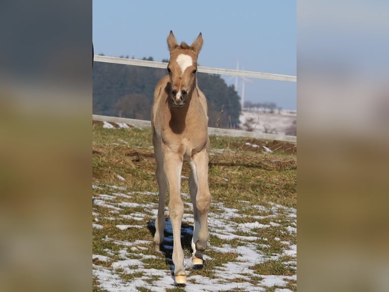 American Quarter Horse Stute Fohlen (02/2026) Buckskin in Schlammersdorf