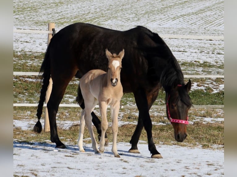 American Quarter Horse Stute Fohlen (02/2026) Buckskin in Schlammersdorf
