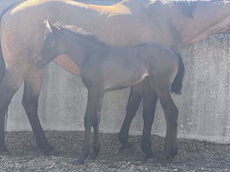 American Quarter Horse Stute  Buckskin in Iggingen