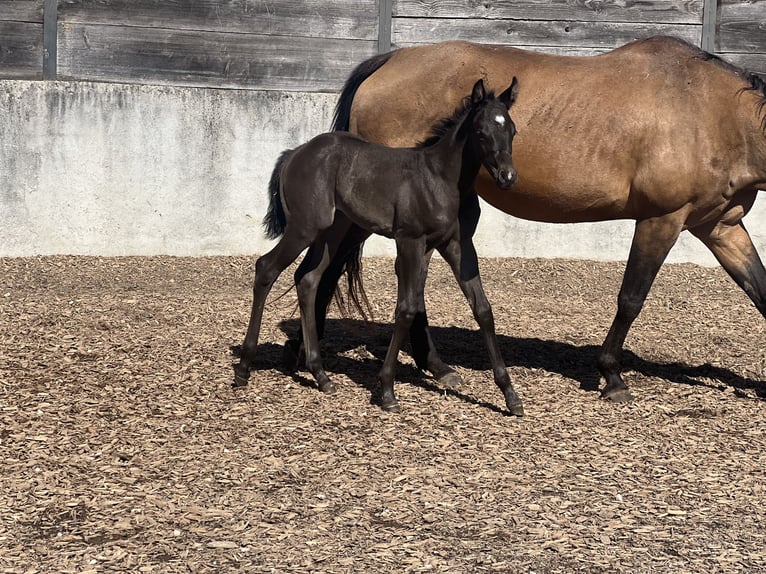 American Quarter Horse Stute  Buckskin in Iggingen