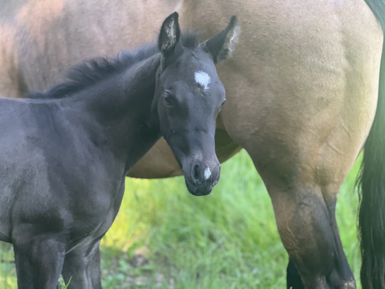 American Quarter Horse Stute  Buckskin in Iggingen