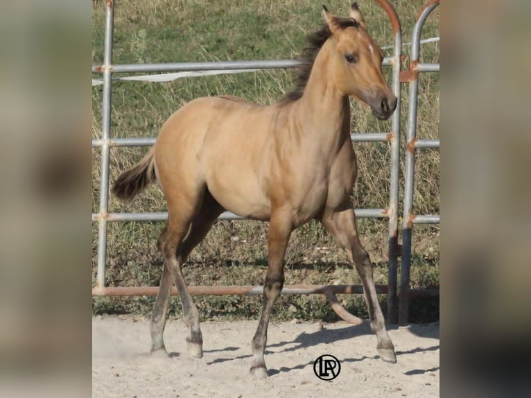 American Quarter Horse Stute Fohlen (05/2026) Buckskin in VARSI PR