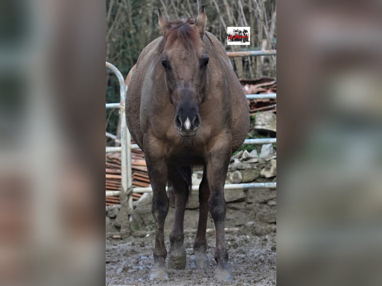 American Quarter Horse Stute Fohlen (05/2026) Buckskin in VARSI PR