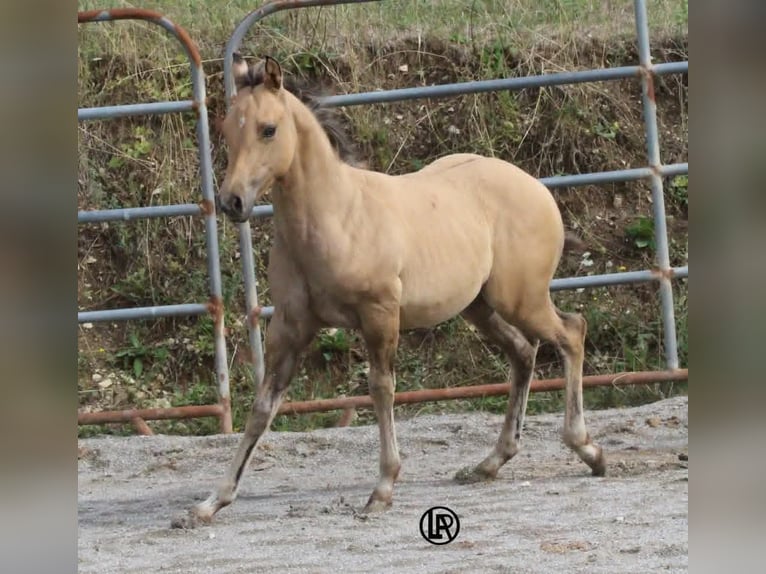 American Quarter Horse Stute Fohlen (05/2026) Buckskin in VARSI PR