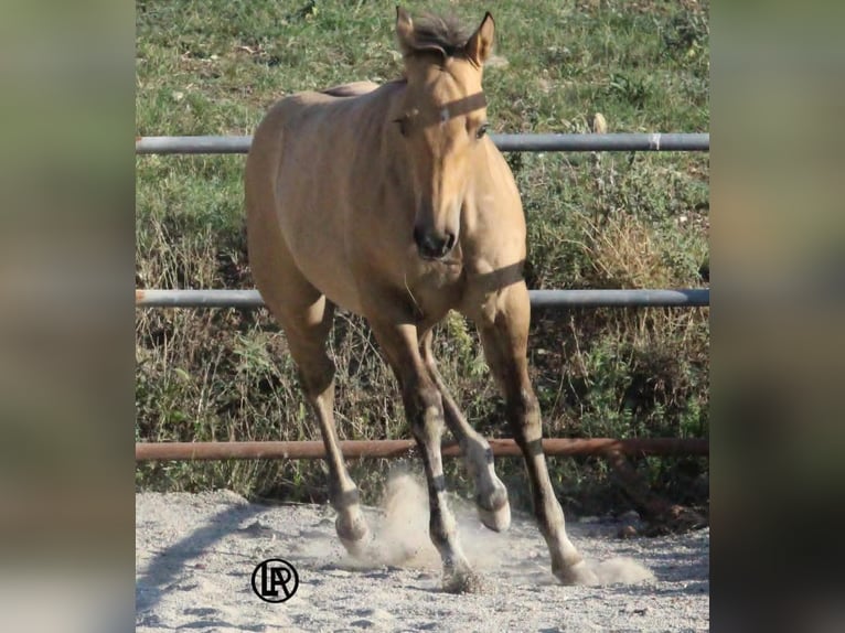 American Quarter Horse Stute Fohlen (05/2026) Buckskin in VARSI PR
