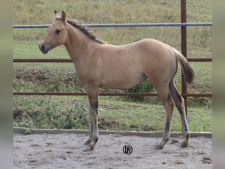 American Quarter Horse Stute Fohlen (05/2026) Buckskin in VARSI PR