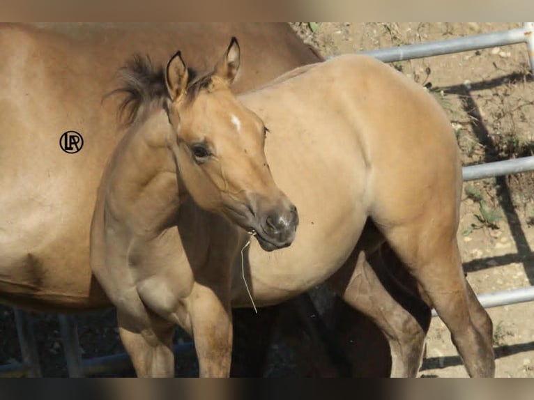 American Quarter Horse Stute Fohlen (05/2026) Buckskin in VARSI PR