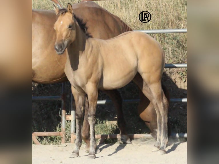 American Quarter Horse Stute Fohlen (05/2026) Buckskin in VARSI PR