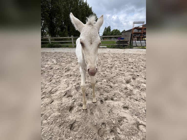 American Quarter Horse Stute  Champagne in Wervik