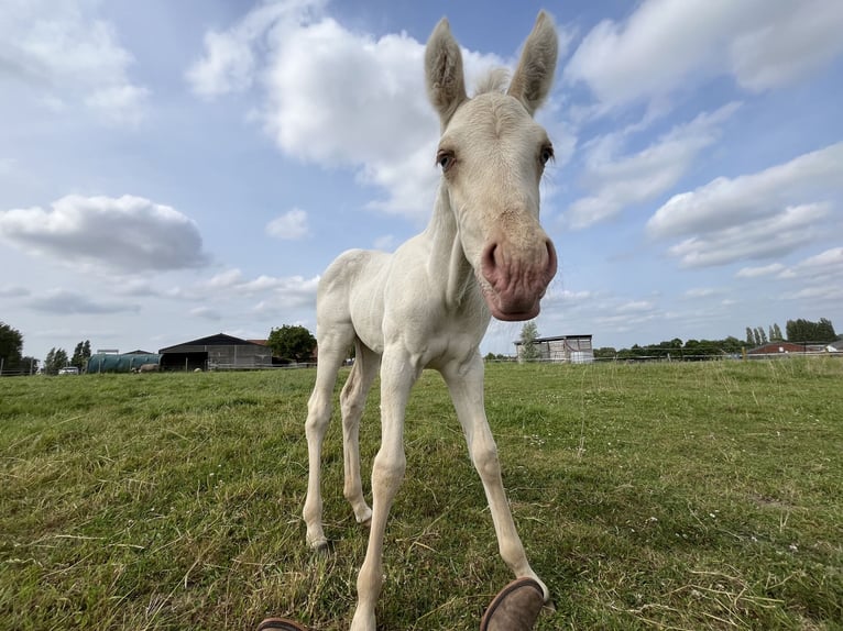 American Quarter Horse Stute  Champagne in Wervik