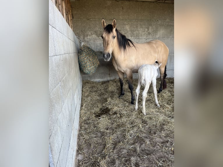 American Quarter Horse Stute  Champagne in Wervik