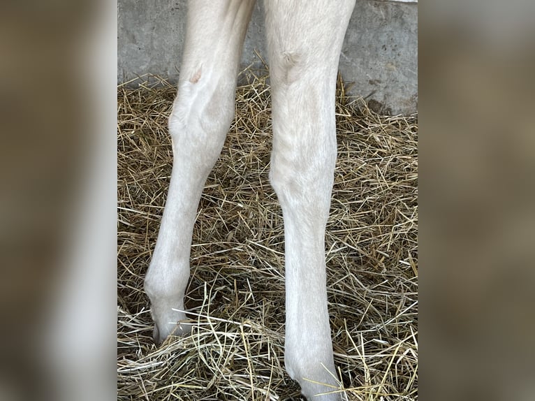 American Quarter Horse Stute  Champagne in Wervik