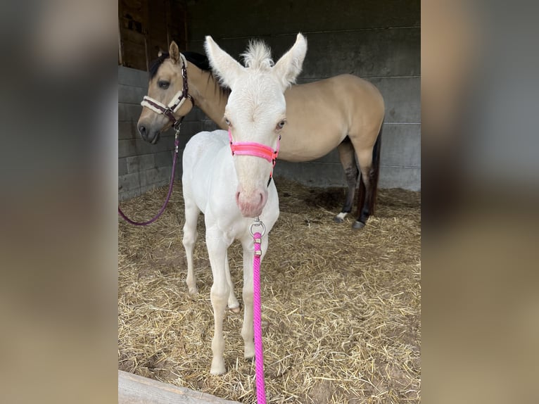 American Quarter Horse Stute  Champagne in Wervik