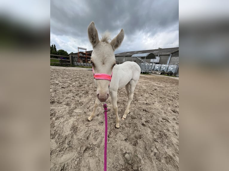 American Quarter Horse Stute  Champagne in Wervik