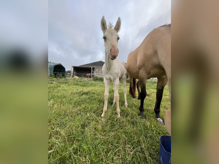 American Quarter Horse Stute  Champagne in Wervik