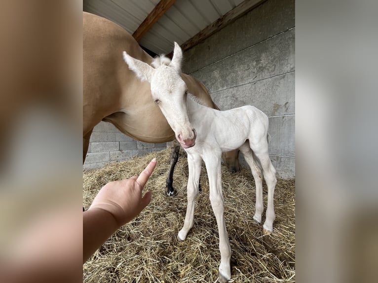 American Quarter Horse Stute  Champagne in Wervik