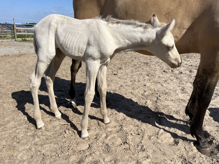 American Quarter Horse Stute  Champagne in Wervik