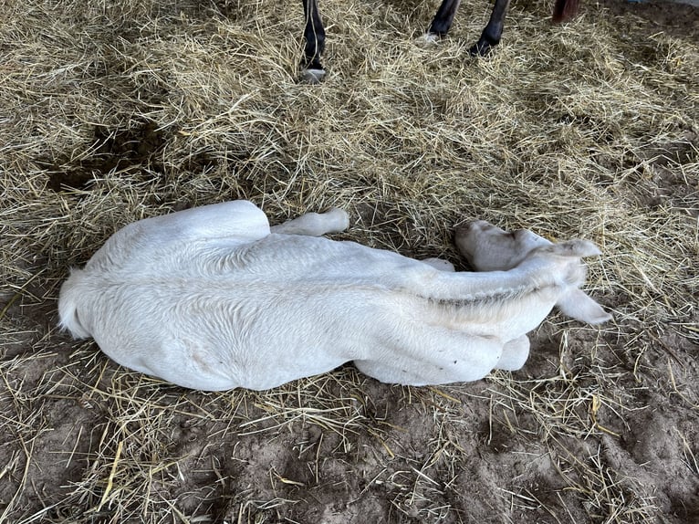 American Quarter Horse Stute  Champagne in Wervik