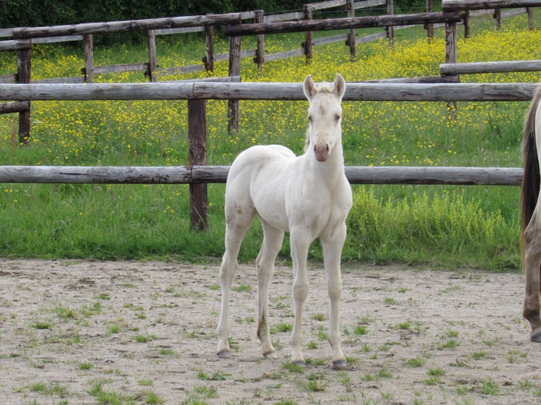 American Quarter Horse Stute Fohlen (04/2026) Champagne in Ferrieres Sur Sichon