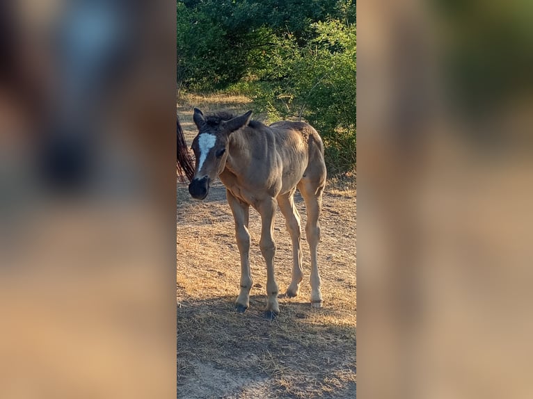 American Quarter Horse Mix Stute Fohlen (06/2026) Dunkelbrauner in Cabañas De Juarros