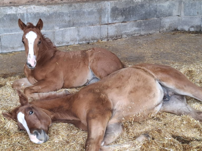 American Quarter Horse Stute  Dunkelbrauner in L&#xF6;ffingen Unadingen