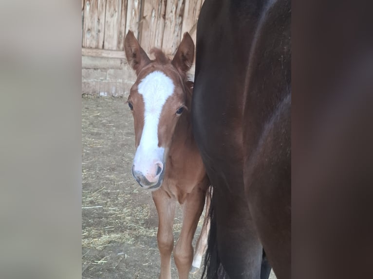 American Quarter Horse Stute  Dunkelbrauner in L&#xF6;ffingen Unadingen