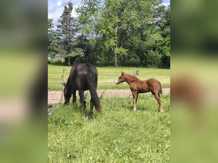American Quarter Horse Stute  Dunkelbrauner in L&#xF6;ffingen Unadingen