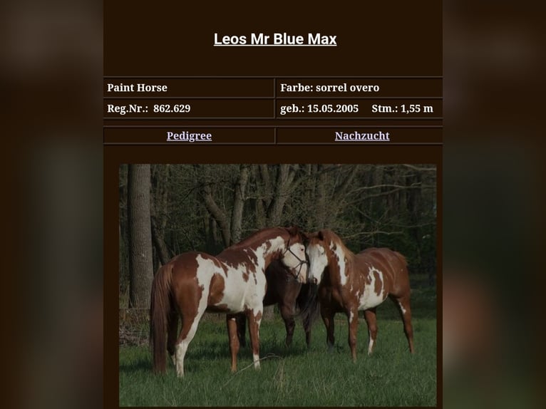 American Quarter Horse Stute  Dunkelbrauner in L&#xF6;ffingen Unadingen