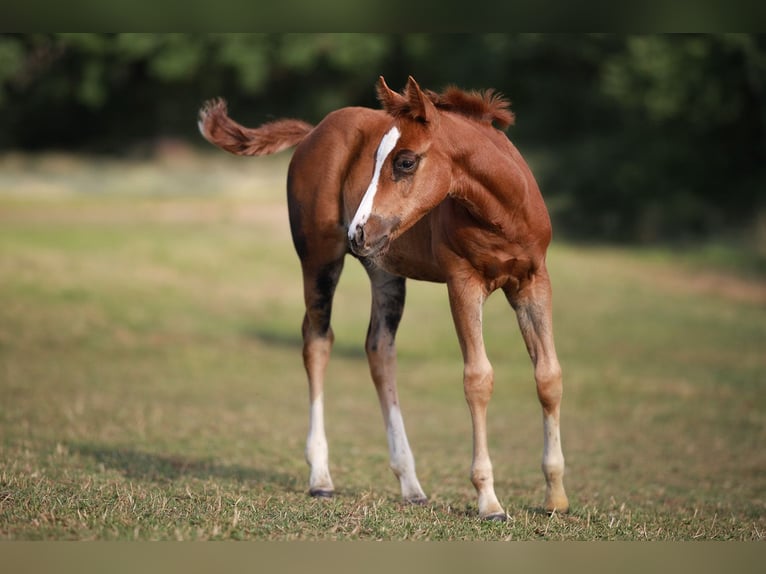 American Quarter Horse Stute Fohlen (05/2026) Dunkelfuchs in KierspeKierspe
