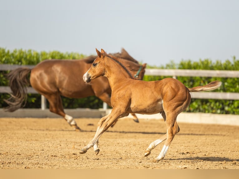 American Quarter Horse Stute Fohlen (01/2026) Dunkelfuchs in Tollebeek