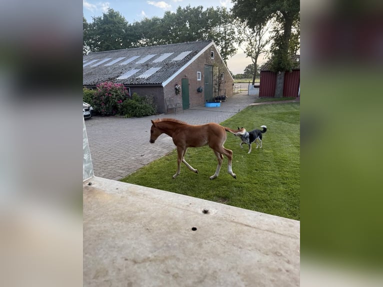 American Quarter Horse Stute  Dunkelfuchs in Haren