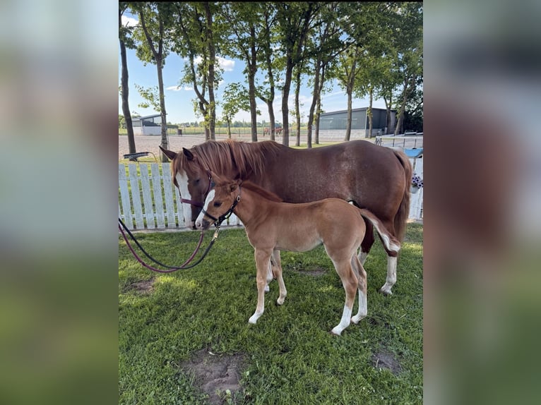 American Quarter Horse Stute  Dunkelfuchs in Haren